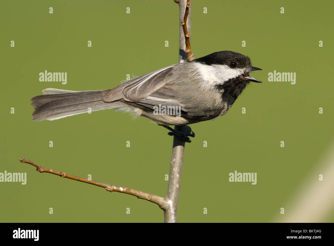 Un Matkop hangend roepende Amerikaanse aan een tak,une vocation mésange à accrocher sur une branche. Banque D'Images