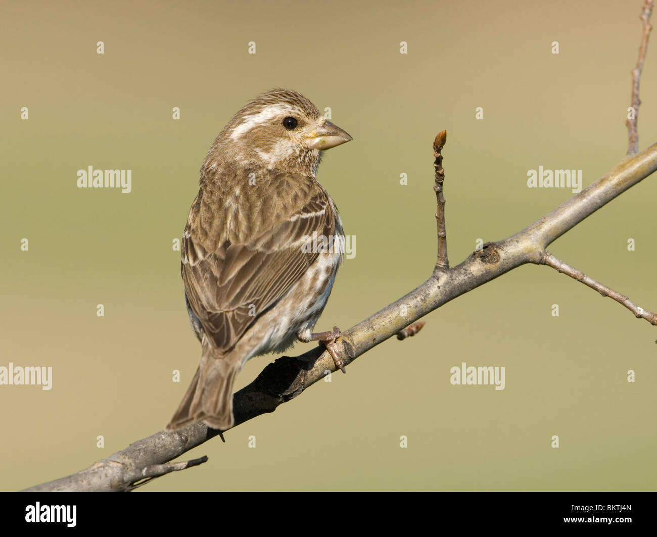 Een vrouwtje Roodmus zittend Amerikaanse op een tak,une femelle Roselin pourpré assis sur une branche. Banque D'Images