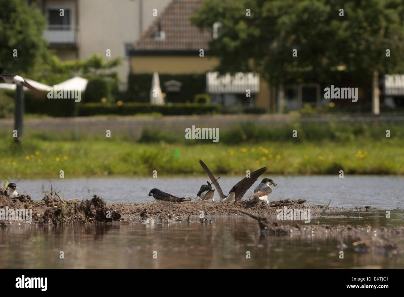 Modderpoeltje Huiszwaluwen bij een ; Maison Martins boue rassemblement Banque D'Images