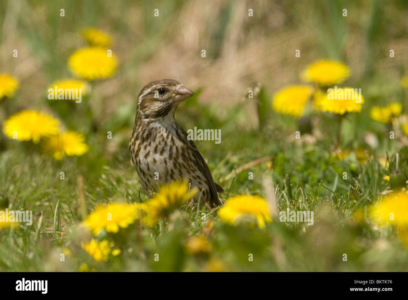 Roodmus vrouwtje Amerikaanse Een Staat in het gras tussen de paardenbloemen,une femelle Roselin pourpré debout dans le gras entre les pissenlits. Banque D'Images