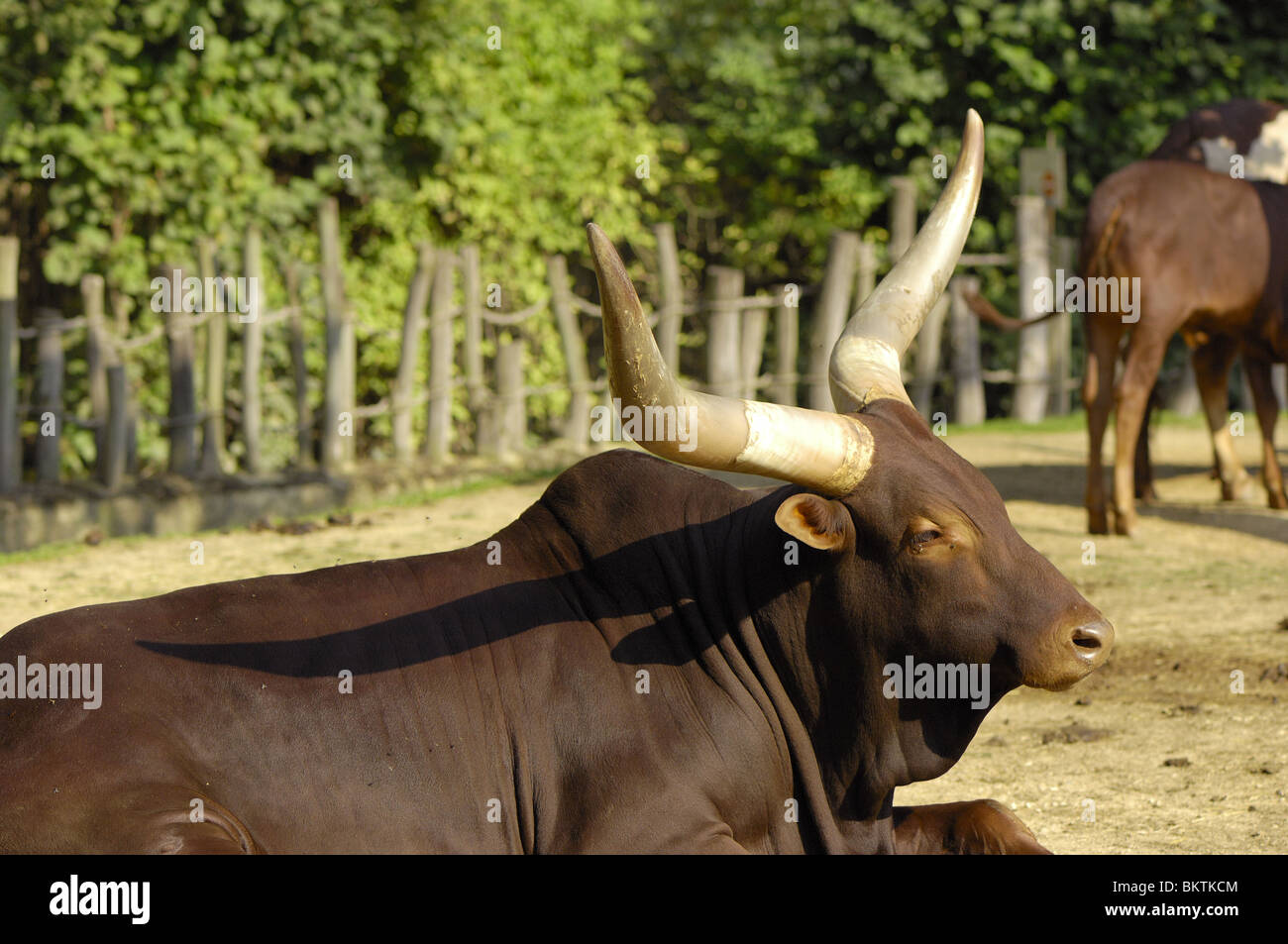 Vache Tutsi avec grandes cornes allongé sur le sol Banque D'Images