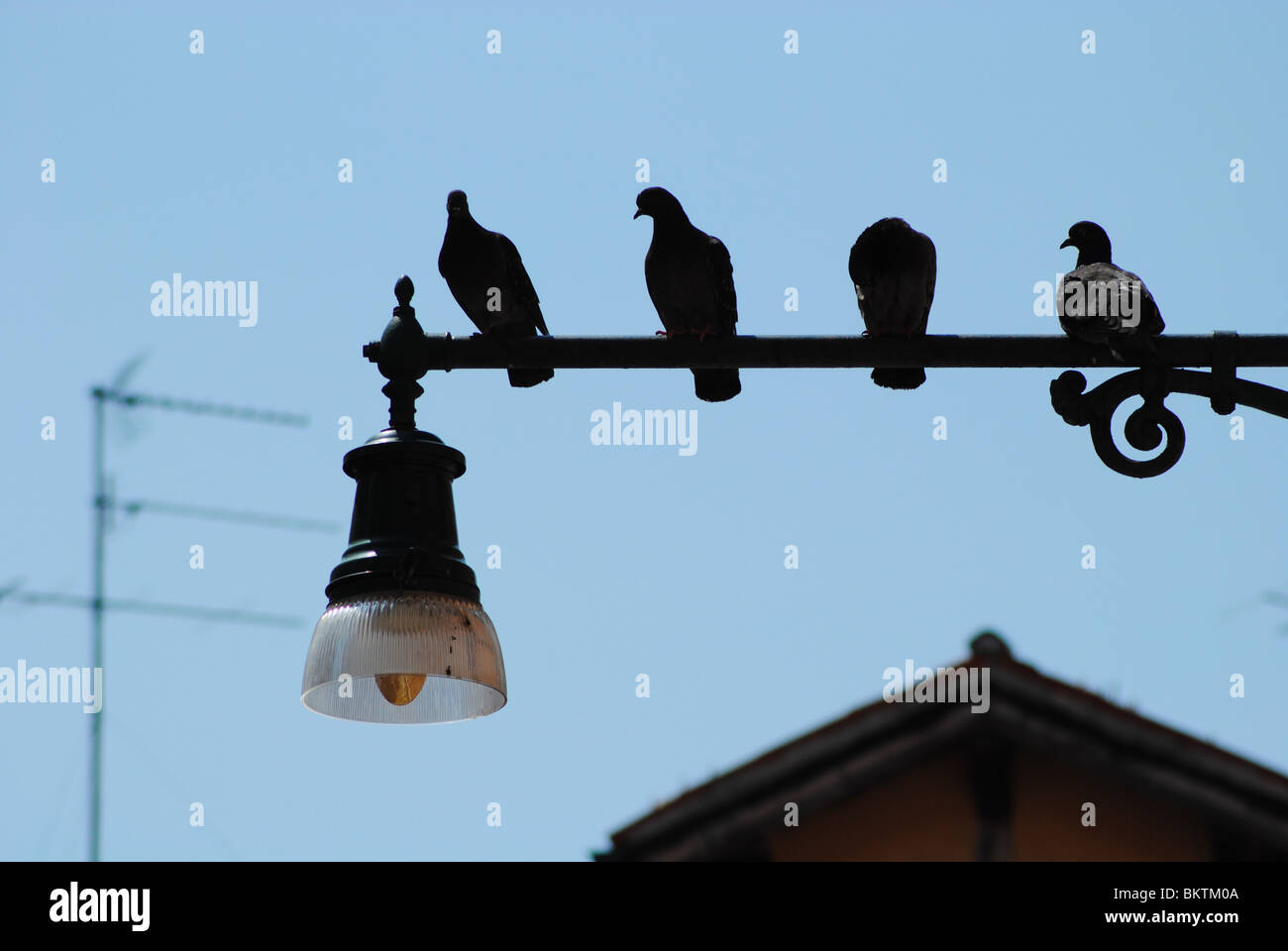 Les pigeons perché sur un lampadaire, Venise, Italie Banque D'Images
