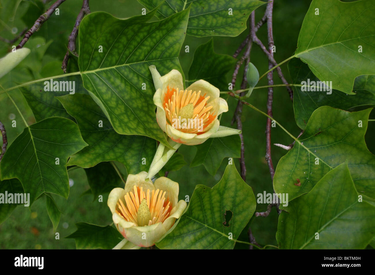 Liriodendron tulipifera feuillage et fleur, connue sous le nom commun Tulip Tree Banque D'Images