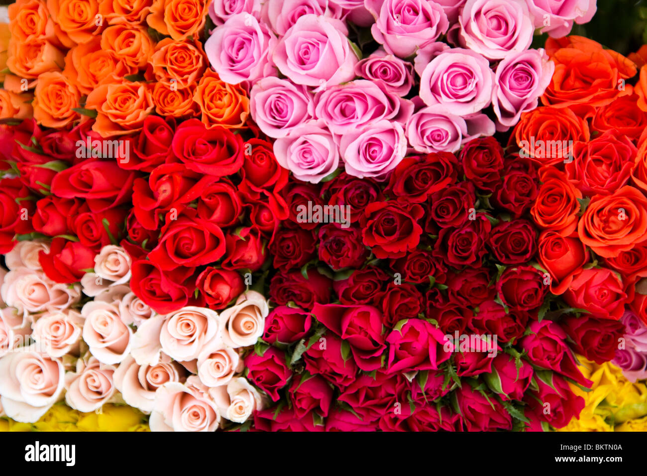 Roses pour la vente au marché d'Aligre, Paris Banque D'Images