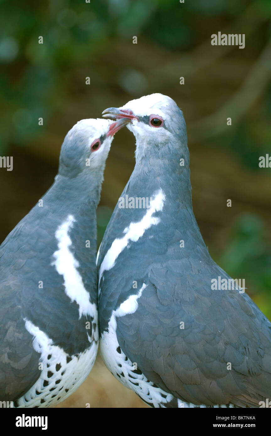 Pigeons Wonga - Leucosarcia melanoleuca Banque D'Images