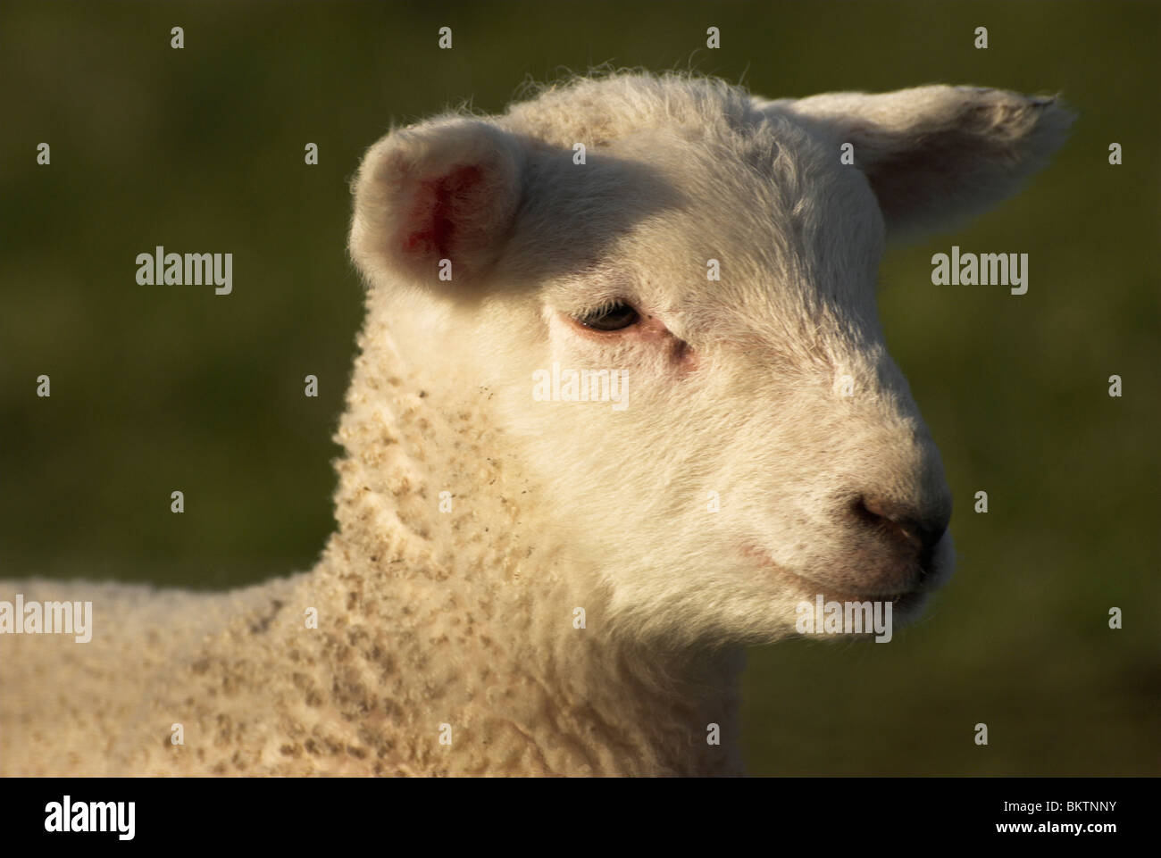 Nouvelle agneau né dans le parc national des South Downs. Banque D'Images