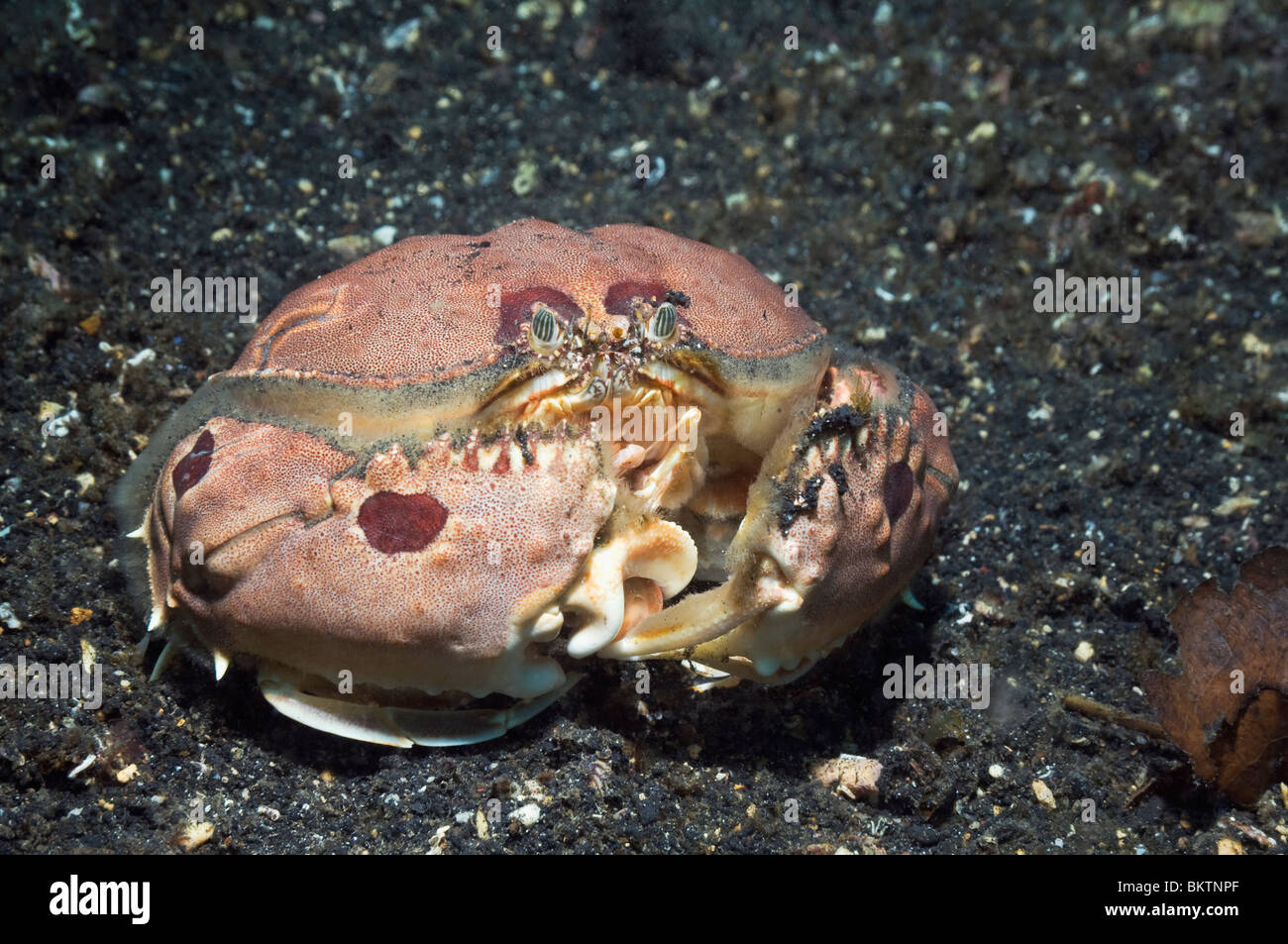 Le crabe d'Indonésie
