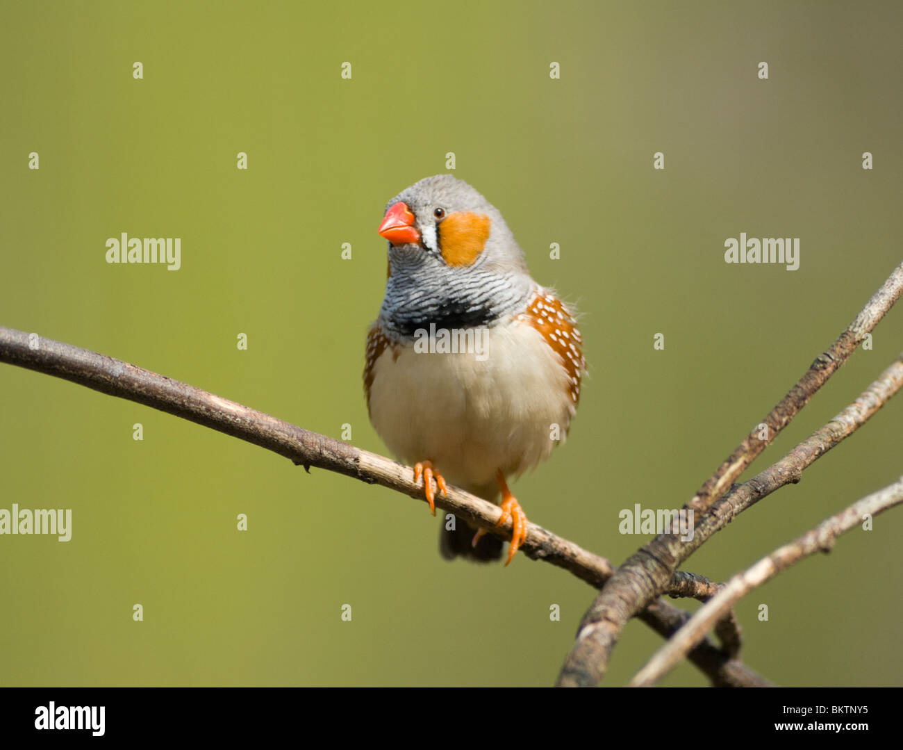 Diamant mandarin mâle captif Taenopygia guttata Banque D'Images