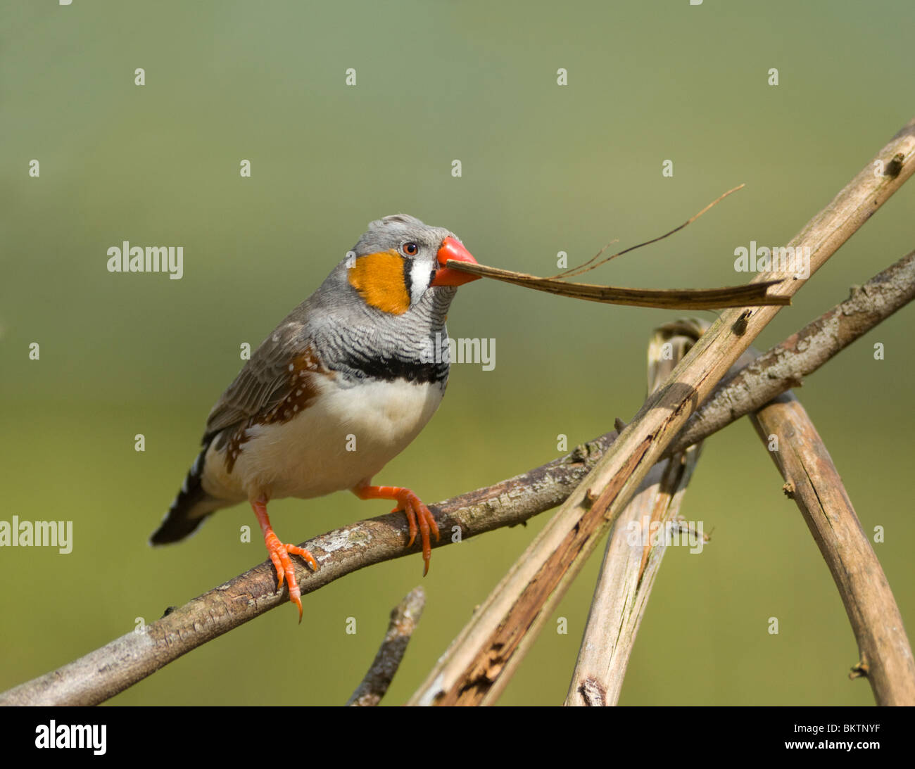 Diamant mandarin mâle avec le matériel du nid en captivité Taenopygia guttata Banque D'Images