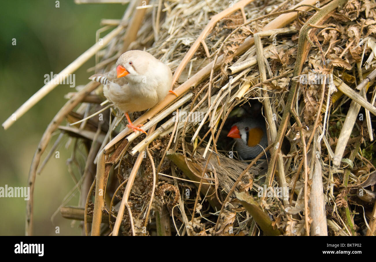 Paire de diamants mandarins au nid en captivité Taenopygia guttata Banque D'Images