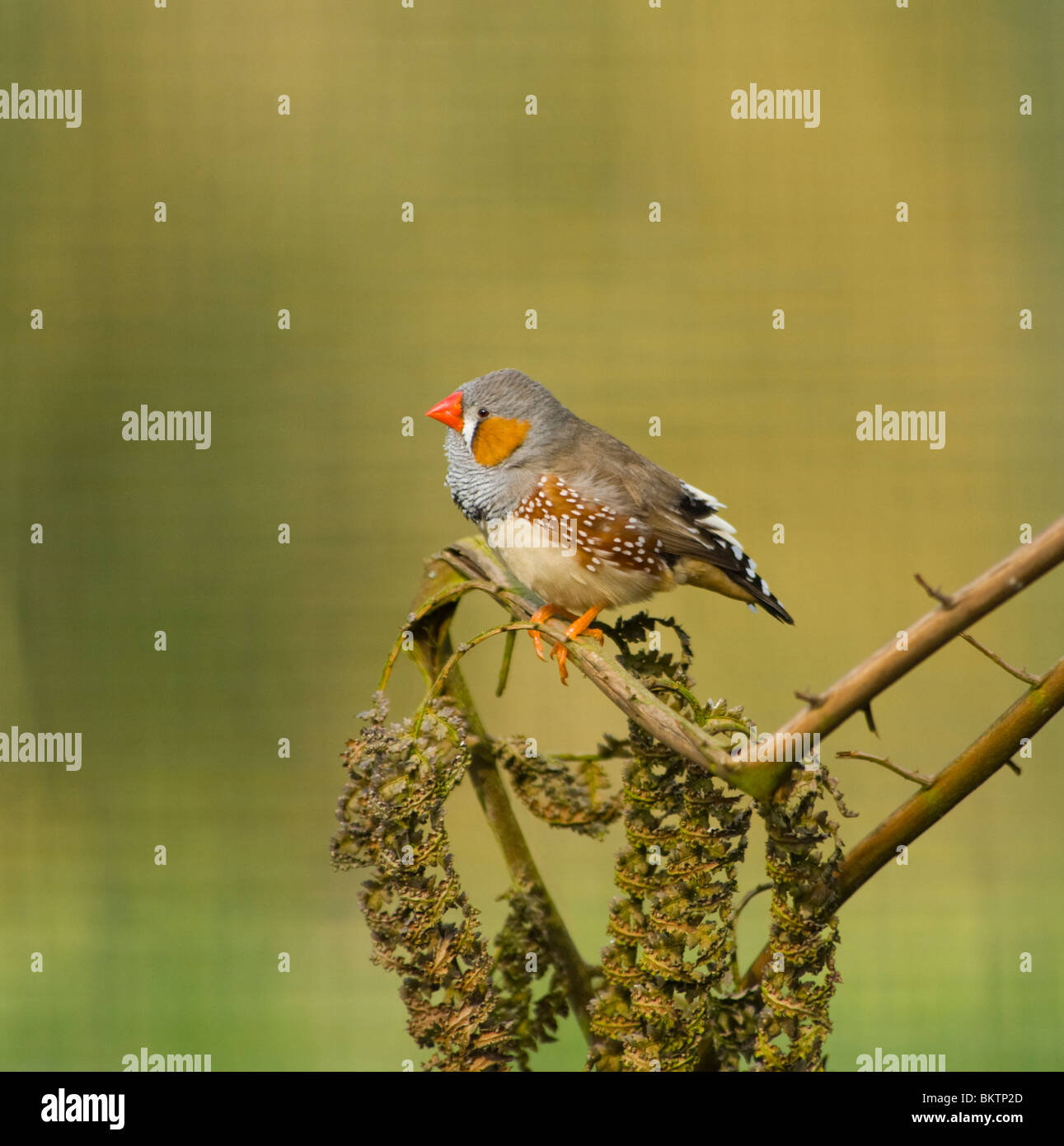 Diamant mandarin mâle captif Taenopygia guttata Banque D'Images