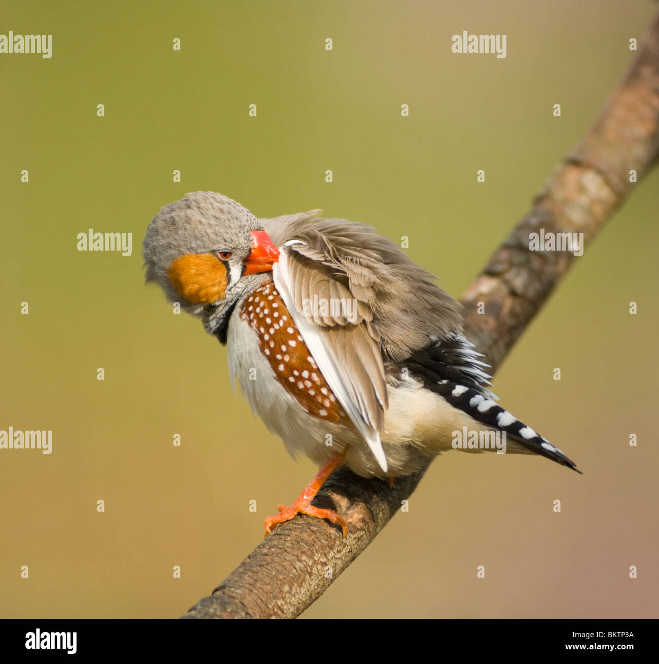 Diamant mandarin mâle captif Taenopygia guttata lissage Banque D'Images