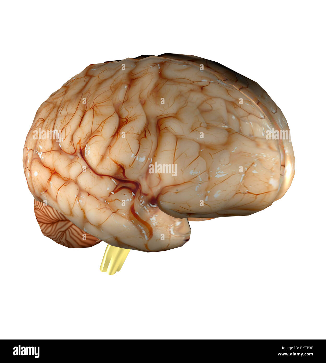 Le cerveau est une partie du système nerveux central des humains et situé dans la tête. Banque D'Images