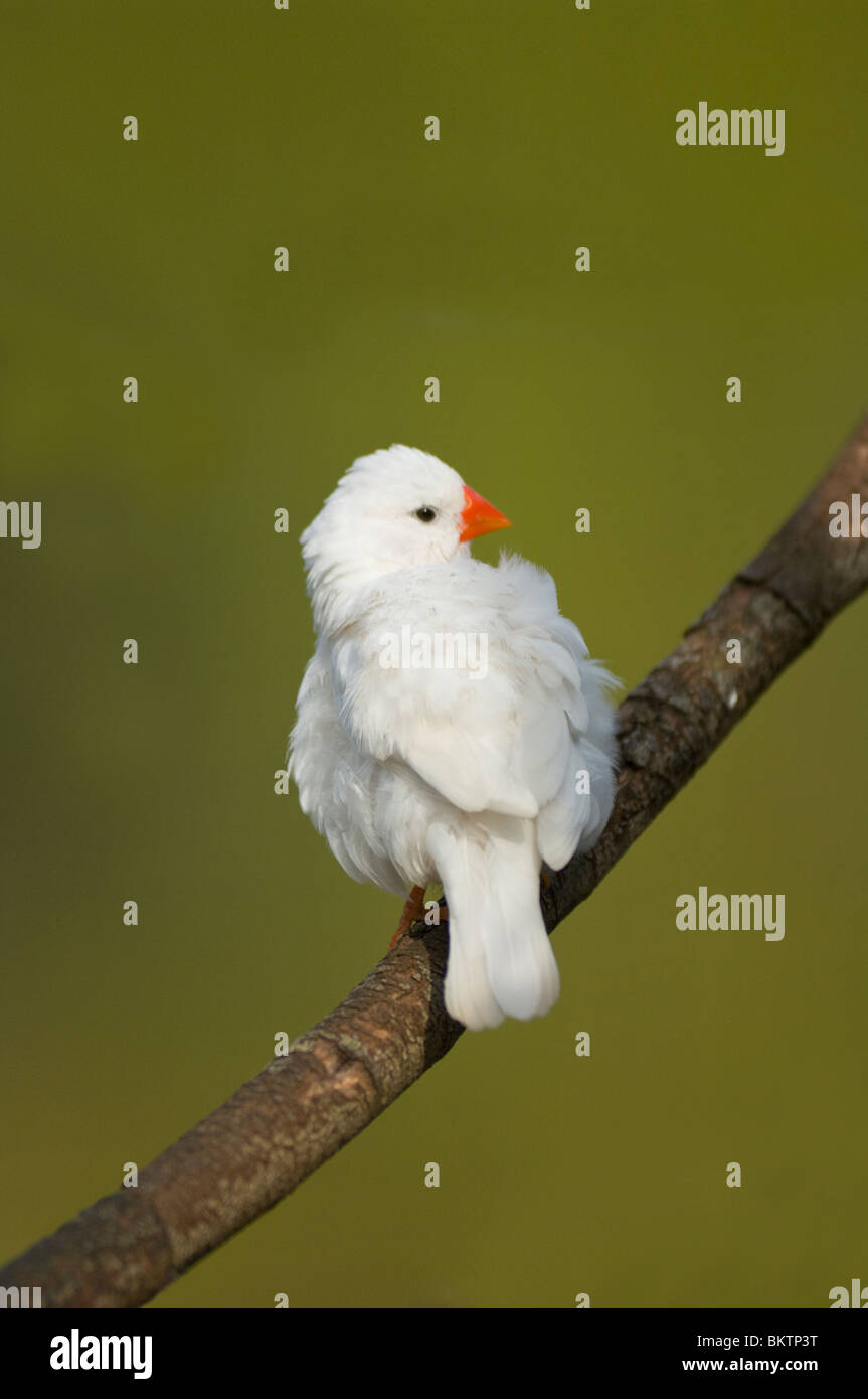 White Zebra Finch captif Taenopygia guttata Banque D'Images