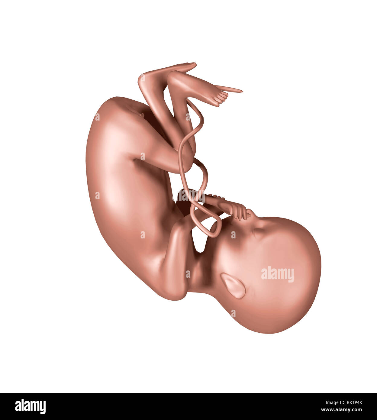 foetus Banque D'Images