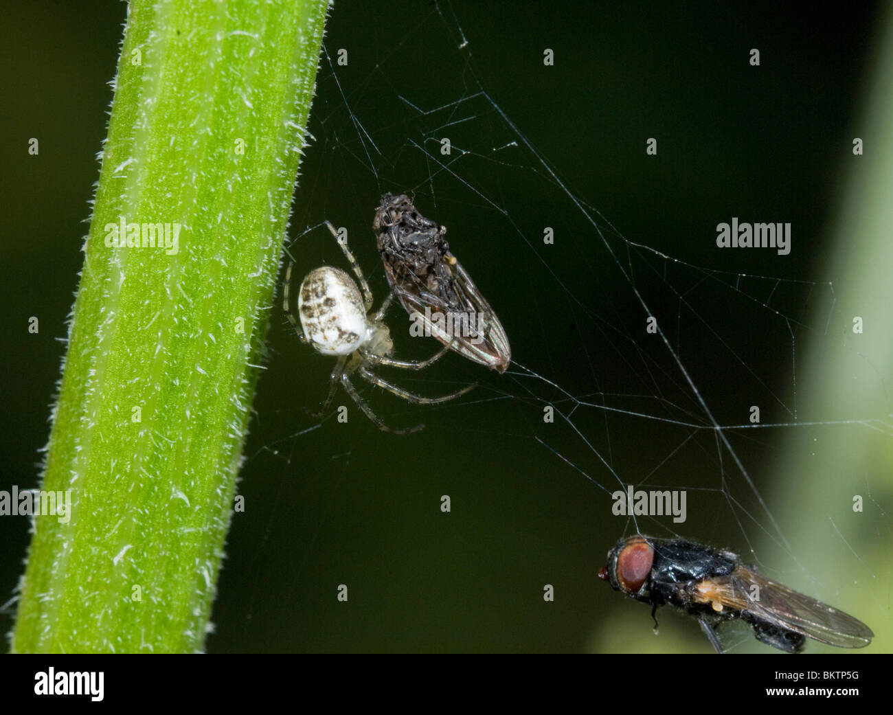 Araignée crabe blanc manger proie Misumena vatia UK Banque D'Images