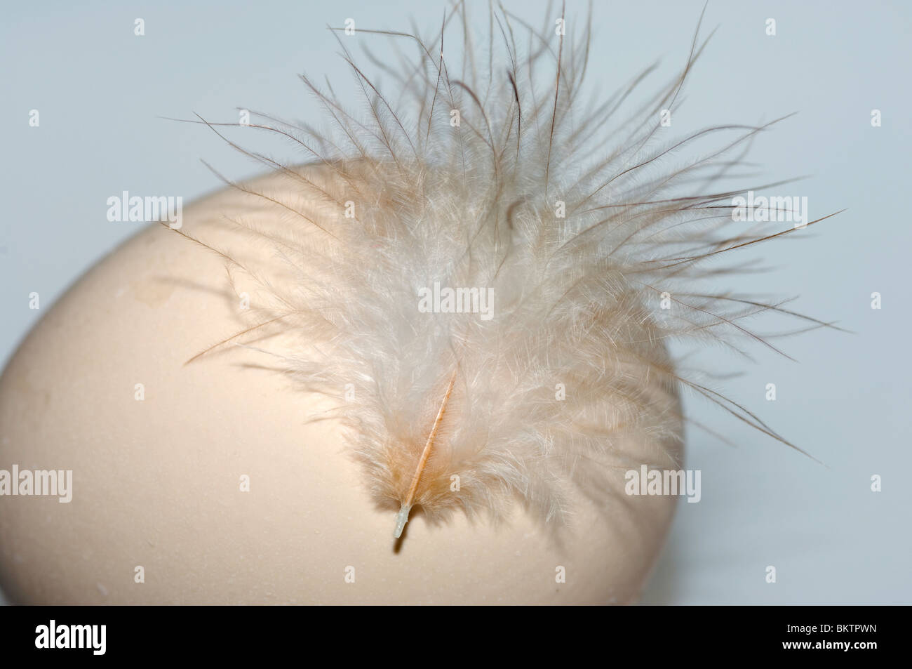 Oeuf de poule nouvellement posées avec plume. UK. Banque D'Images