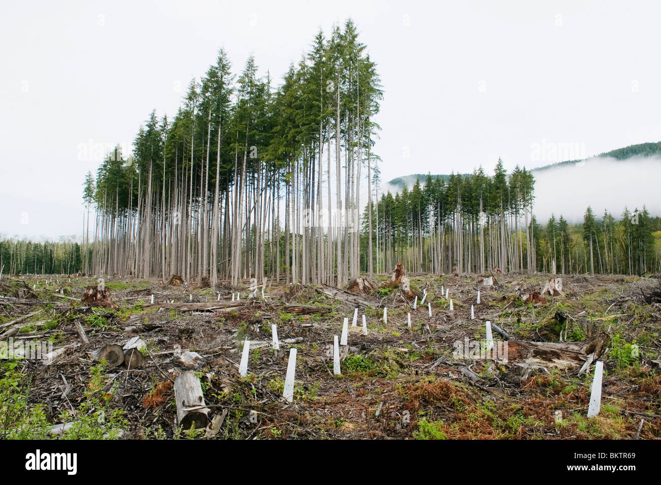 Comme les arbres, les cultures en cours de coupe à blanc, de la vallée de Cowichan, l'île de Vancouver, BC Canada Banque D'Images