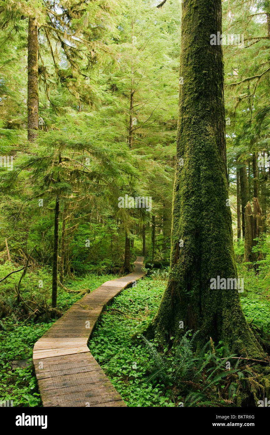 Par Sentier de la promenade en forêt, vallée de la Carmanah, île de Vancouver, BC, CANADA Banque D'Images