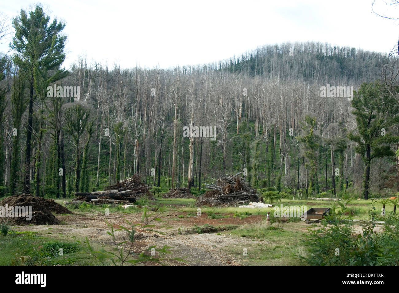 La repousse après 15 mois sur un site d'accueil ravagé par le samedi noir (février 2009) brousse à Marysville, Victoria Banque D'Images