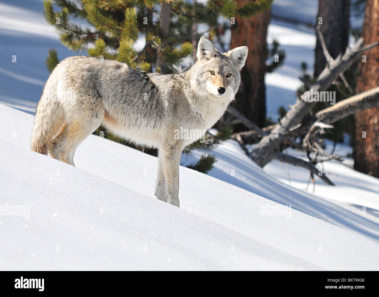 Belle fluffy Coyote à regarder la caméra, debout dans la neige étincelante dans le Parc National de Yellowstone, Wyoming. Banque D'Images