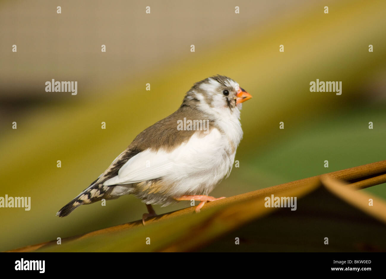 La Zebra Finch captif Taenopygia guttata Banque D'Images