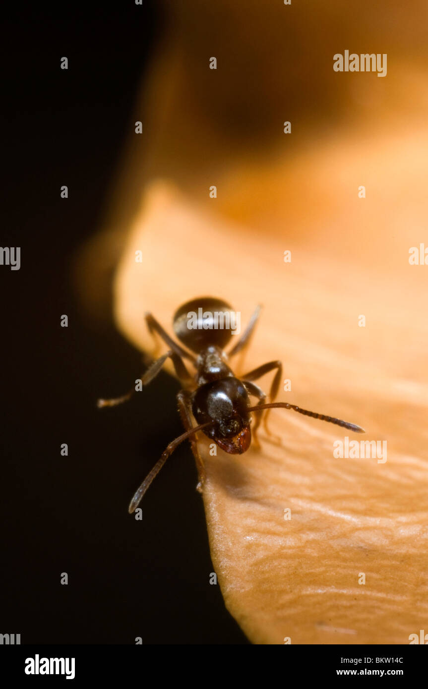 Fourmi Lasius niger (jardin) Les charognards sur une feuille morte Banque D'Images