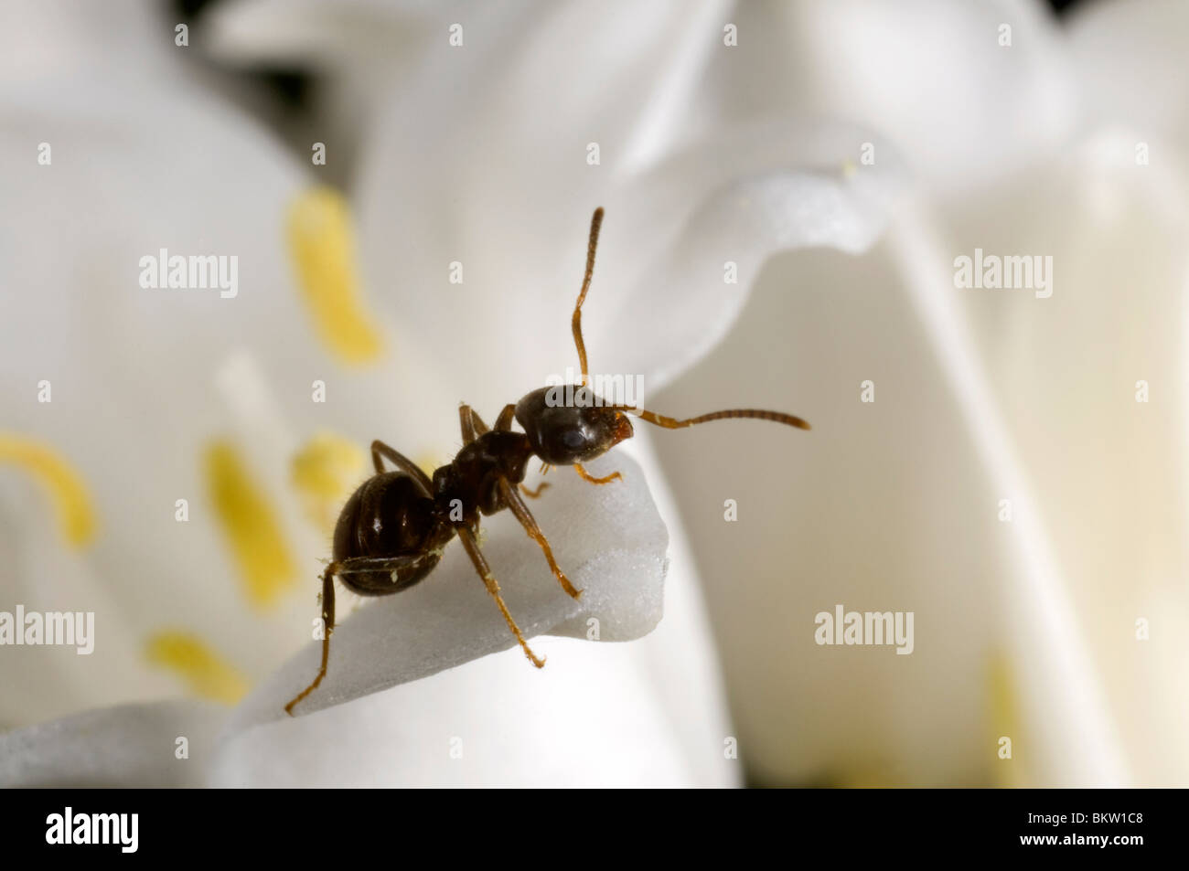 Fourmi Lasius niger (jardin) Les charognards sur un livre blanc de bluebell Banque D'Images