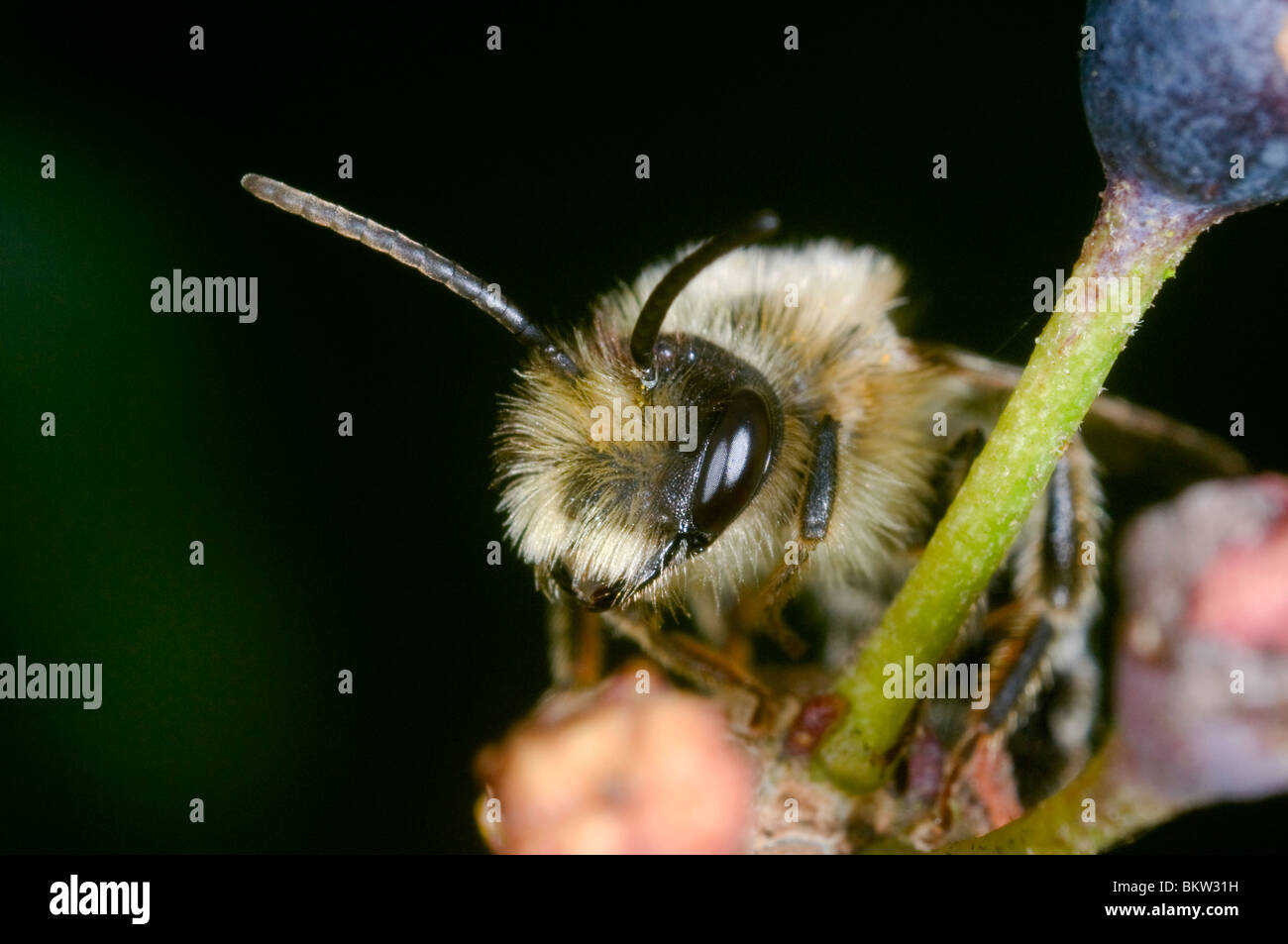Miner bee, probablement Andrena Argentata, au repos sur une plante de lierre Banque D'Images