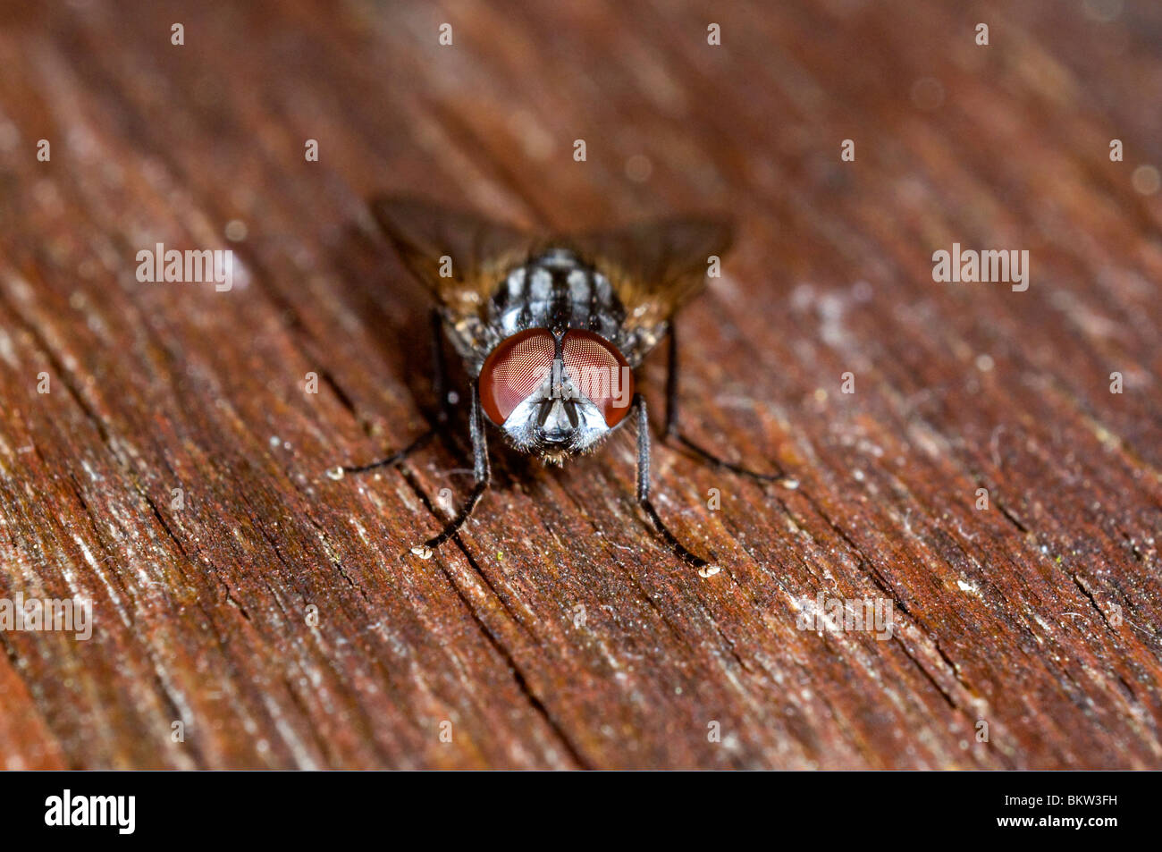 Fly sur la surface en bois, Close up Banque D'Images