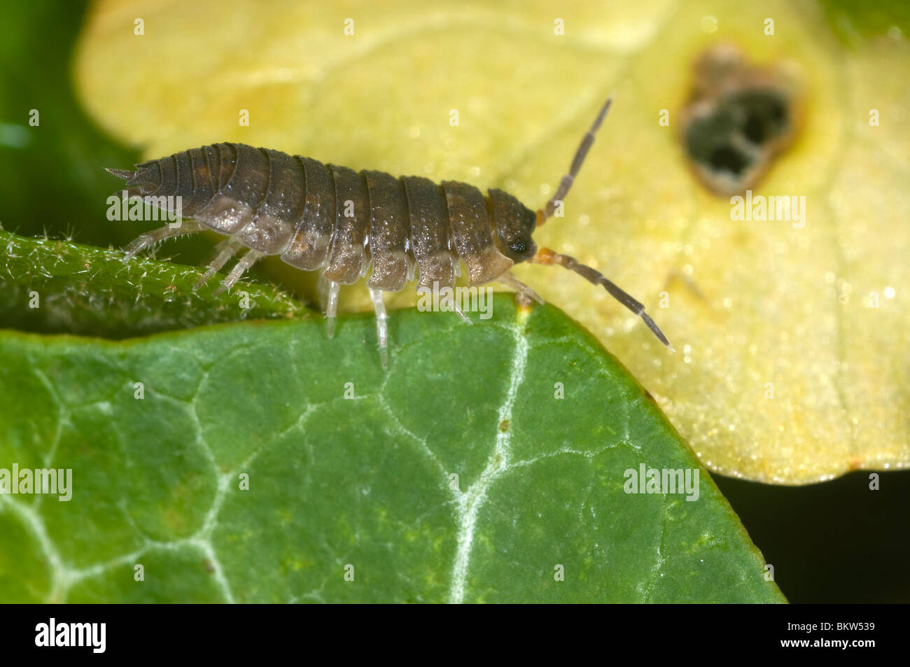 Extreme close up de la politique commune de cloporte (Oniscus asellus) sur une feuille Banque D'Images