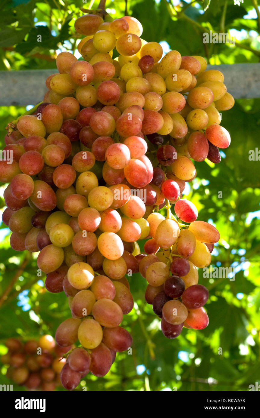 Raisins sur la vigne, Chypre Banque D'Images