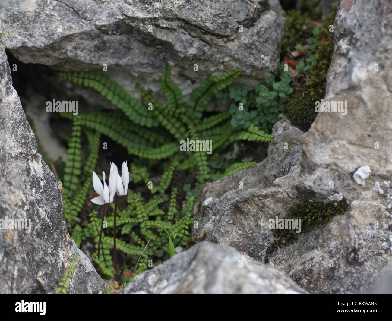 Ce livre blanc fleur Cyclamen est endémique aux îles Baléares. Il se produit entre les rochers dans le mountanous varie de Majorque. Banque D'Images