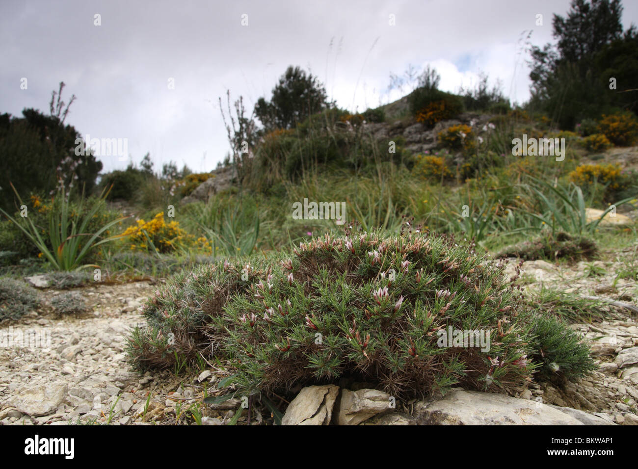 La montagne dans la partie nord-est de Majorque, accessible via Arta, contiennent de très insteresting plantes, parmi lesquelles un certain nombre d'espèces endémiques des îles Baléares. Astragalus balearicus est l'un d'entre eux. Elle forme de petites touffes épineuses, à fleurs roses. Banque D'Images