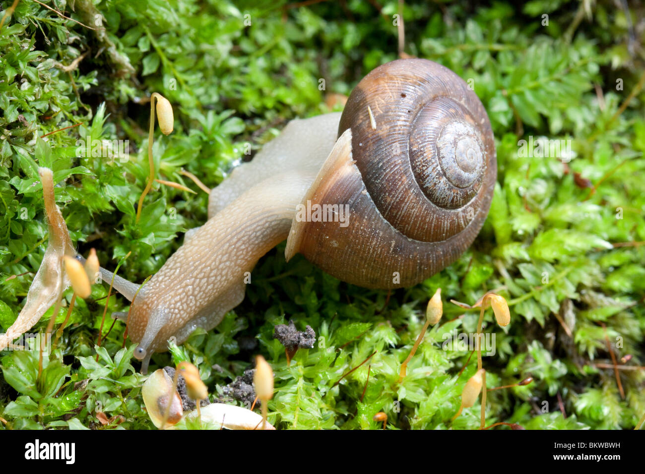 Sur l'escargot de forêt décidue journal moussue Est des Etats-Unis Banque D'Images