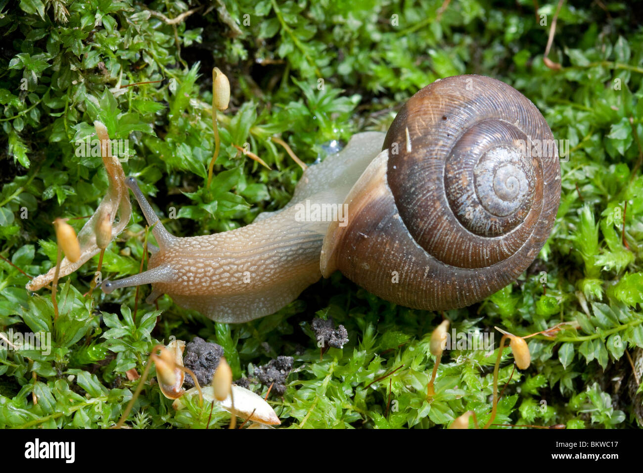 Sur l'escargot de forêt décidue journal moussue Est des Etats-Unis Banque D'Images