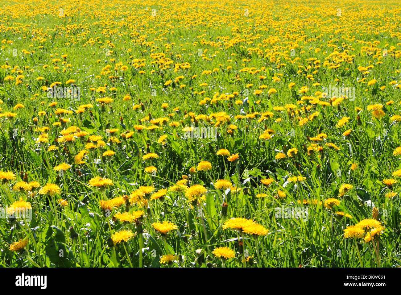 Printemps prairie avec la floraison des pissenlits Banque D'Images