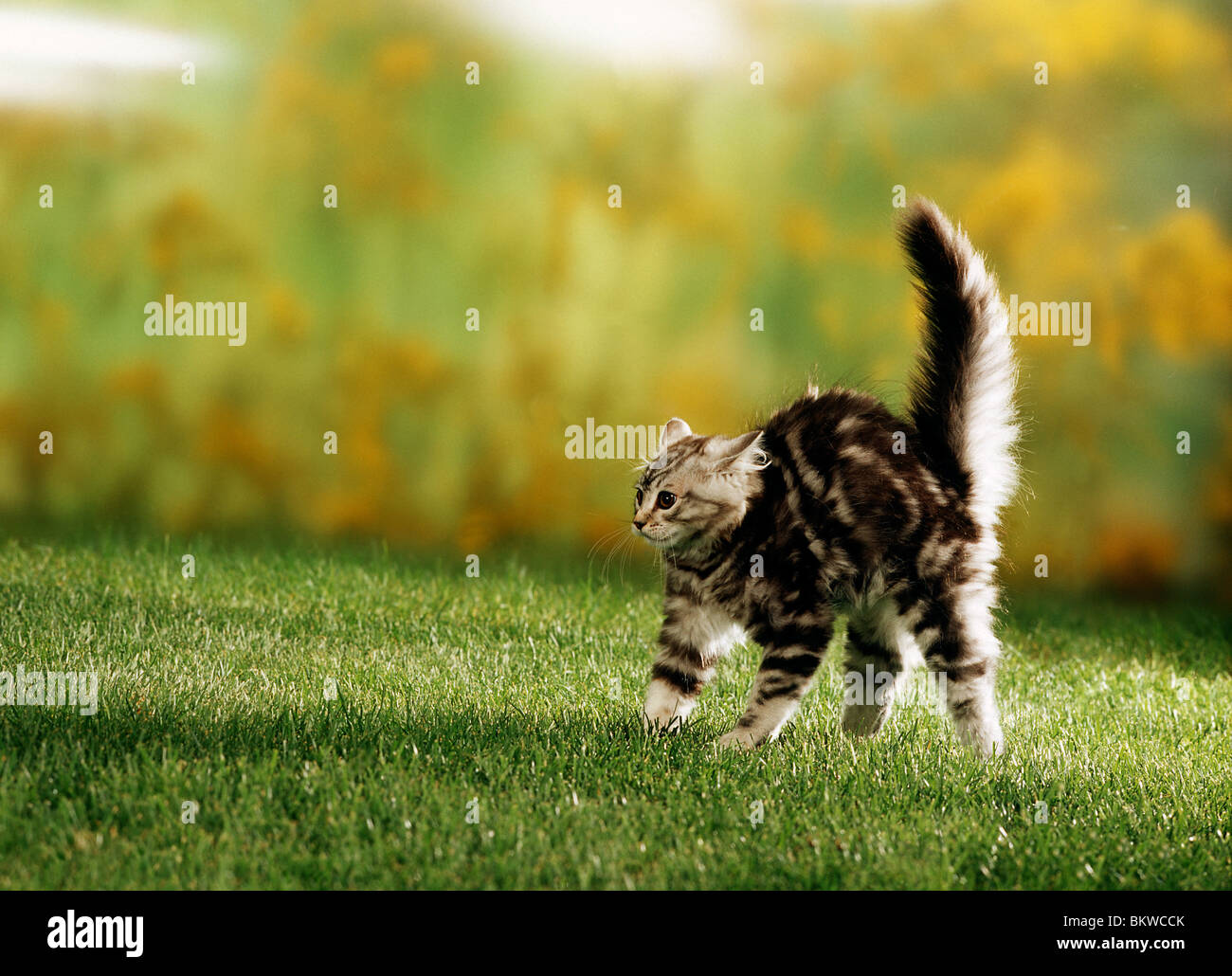 Chat Domestique Chaton 12 Semaines Qui Arque Le Dos Et Crache Photo Stock Alamy