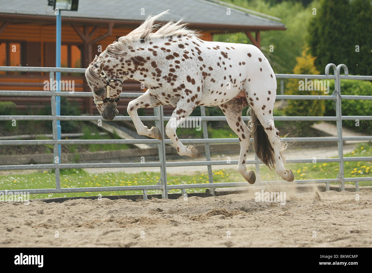 Appaloosa Stallion Banque De Photographies Et D images Haute 