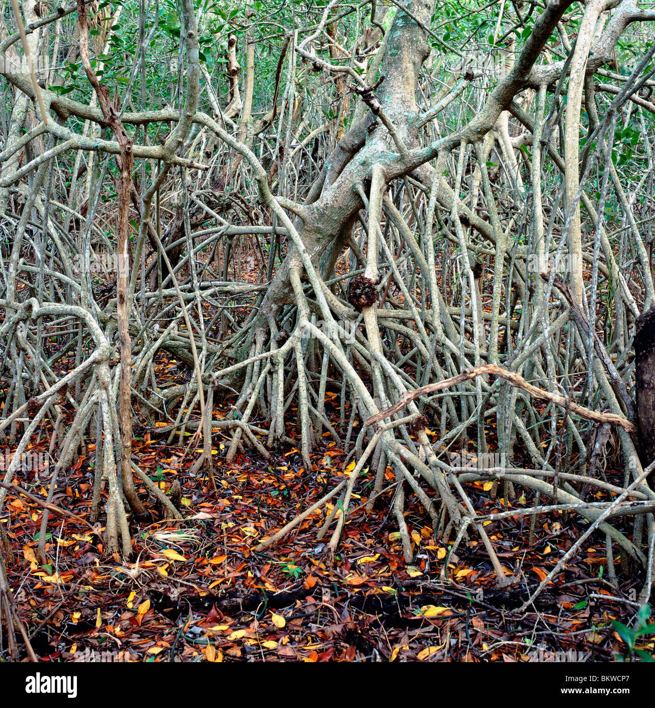 Racines d'un palétuvier rouge, Ding Darling National Wildlife Refuge, Sannibel Island, Florida, USA Banque D'Images