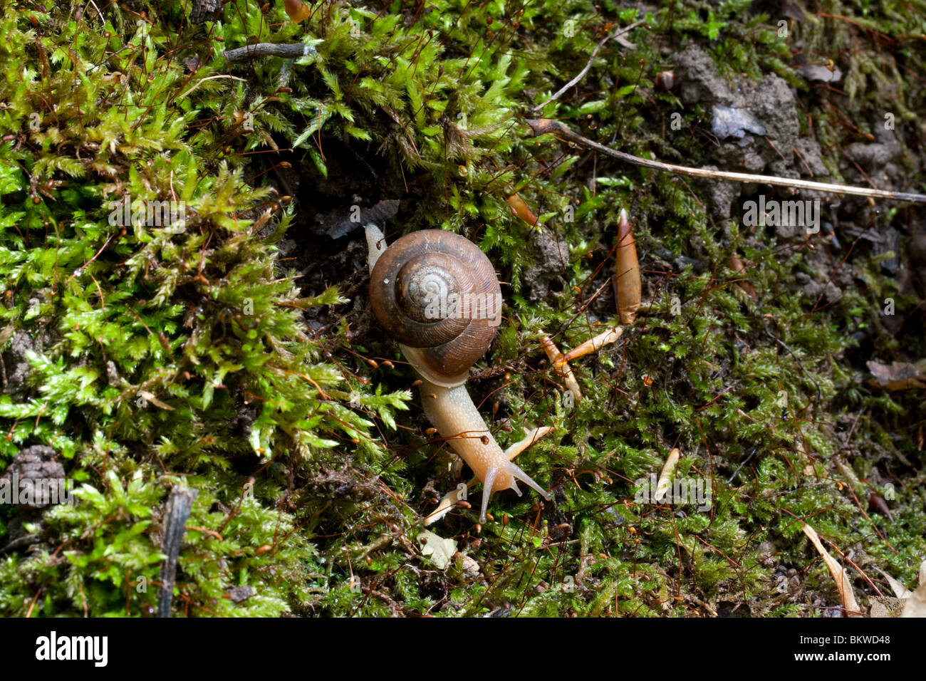 Sur l'escargot de forêt décidue journal moussue Est des Etats-Unis Banque D'Images