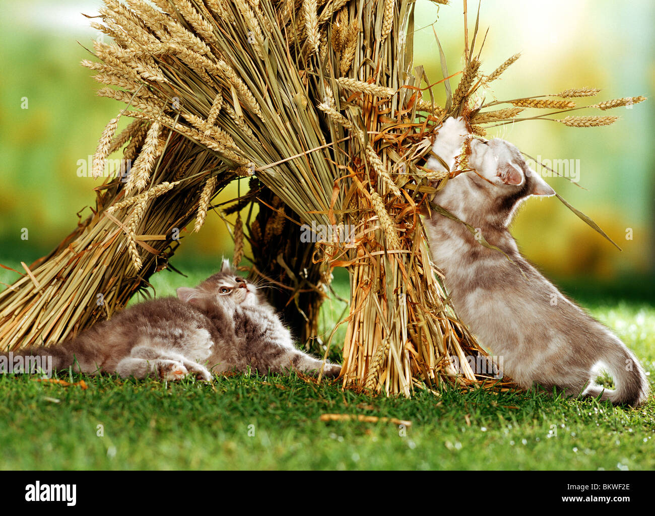 Deux chatons chat domestique à l'oreilles Banque D'Images