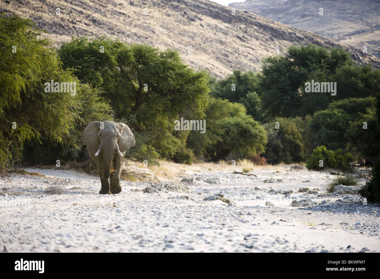 'Desert' adapté de l'Afrique de l'éléphant dans le Hourasib lit de rivière à sec près de Purros, kaokoland, région de Kunene, en Namibie. Banque D'Images