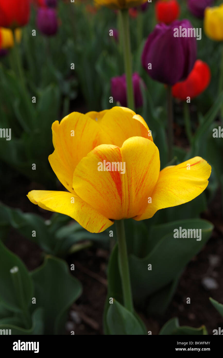 Tulipe jaune avec des stries rouges. Banque D'Images