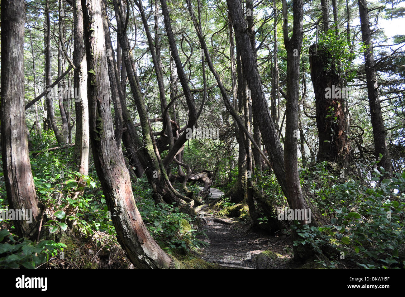 Fin de la dorsale Juan de fuca trail Banque D'Images