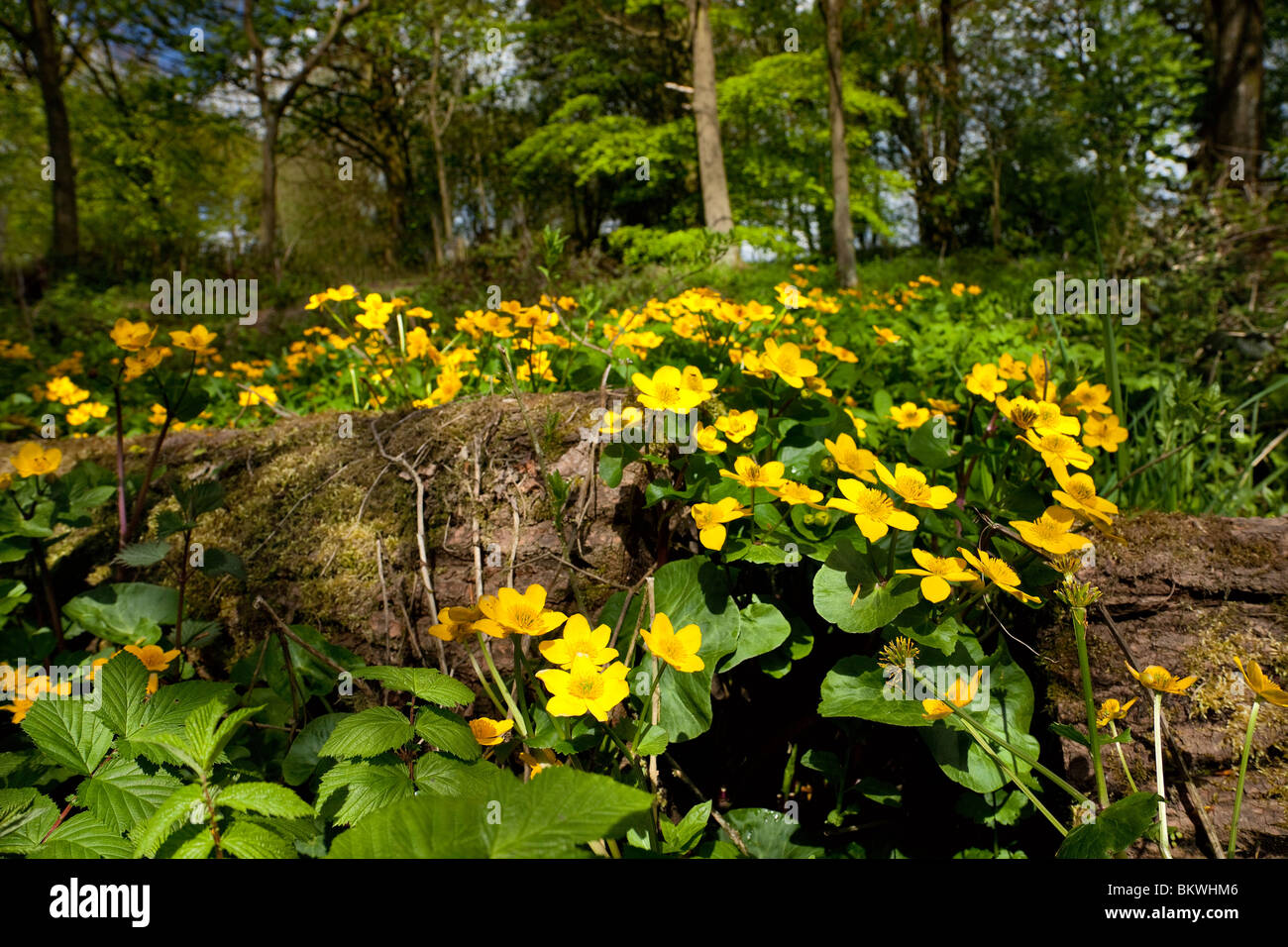 La floraison, Caltha palustris Populage des marais dans un anglais decidous de bois. Banque D'Images