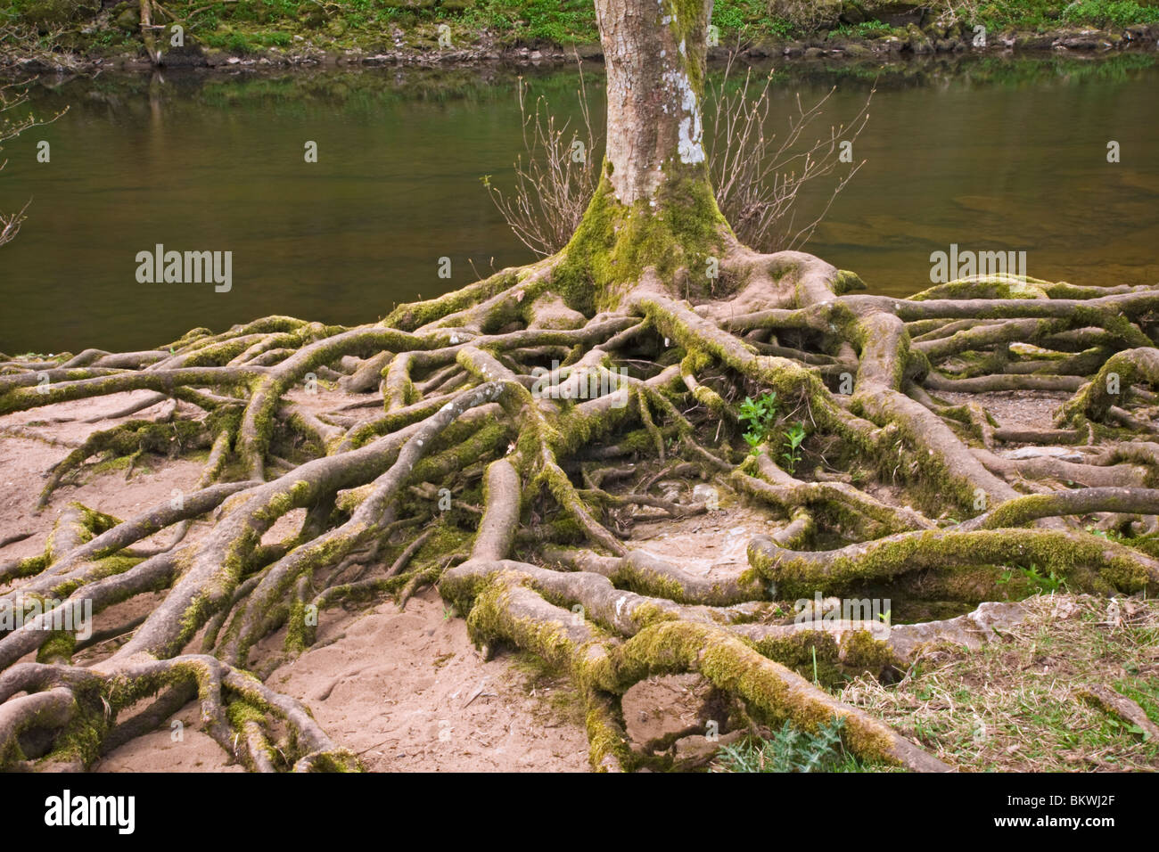 Les racines des arbres à nu par l'érosion du fleuve sur les rives de la Rivière Ure à Aysgarth dans Wensleydale, Yorkshire du Nord. Banque D'Images