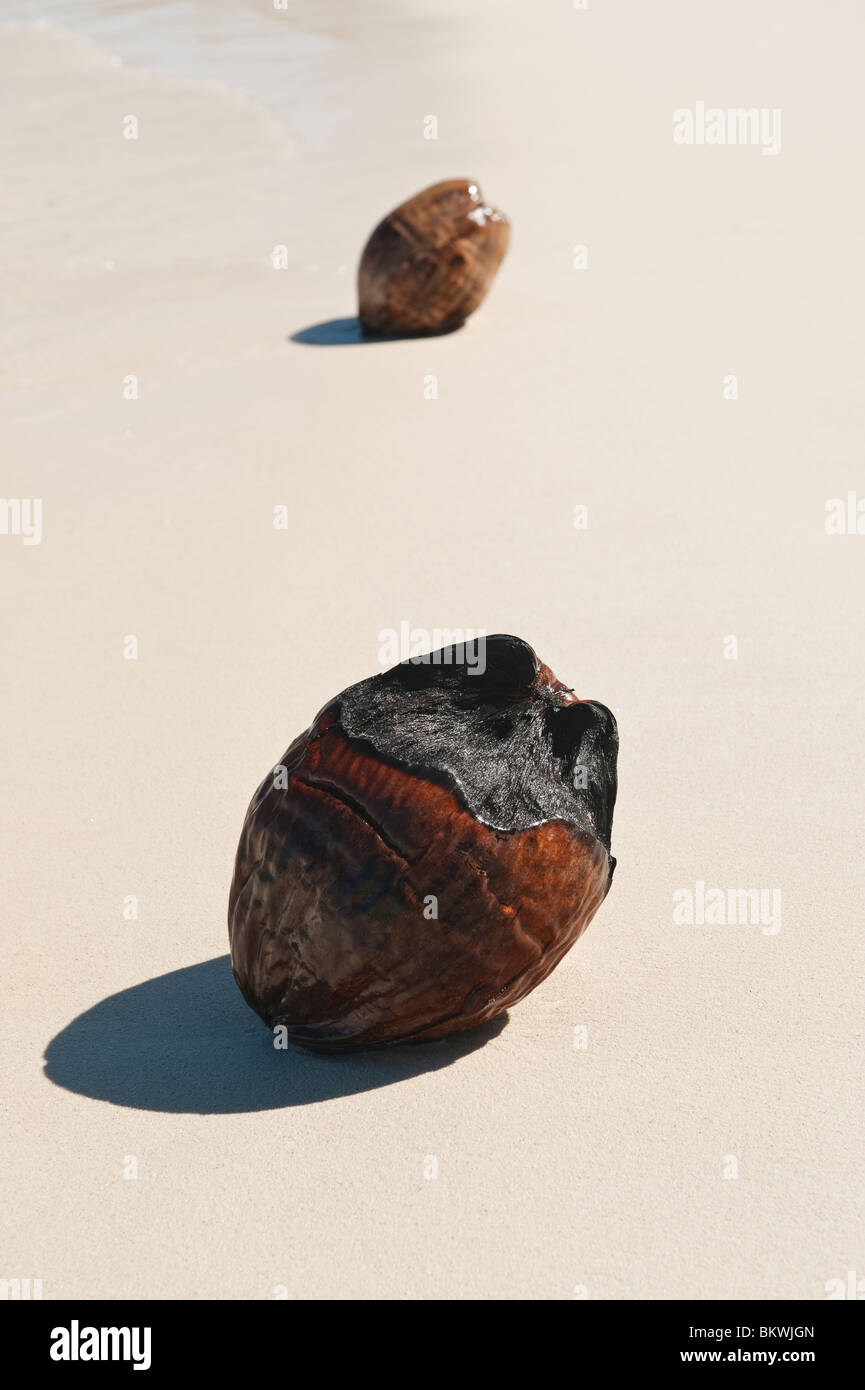 Coco échoués sur la plage de Matira, Bora Bora, Polynésie Française Banque D'Images