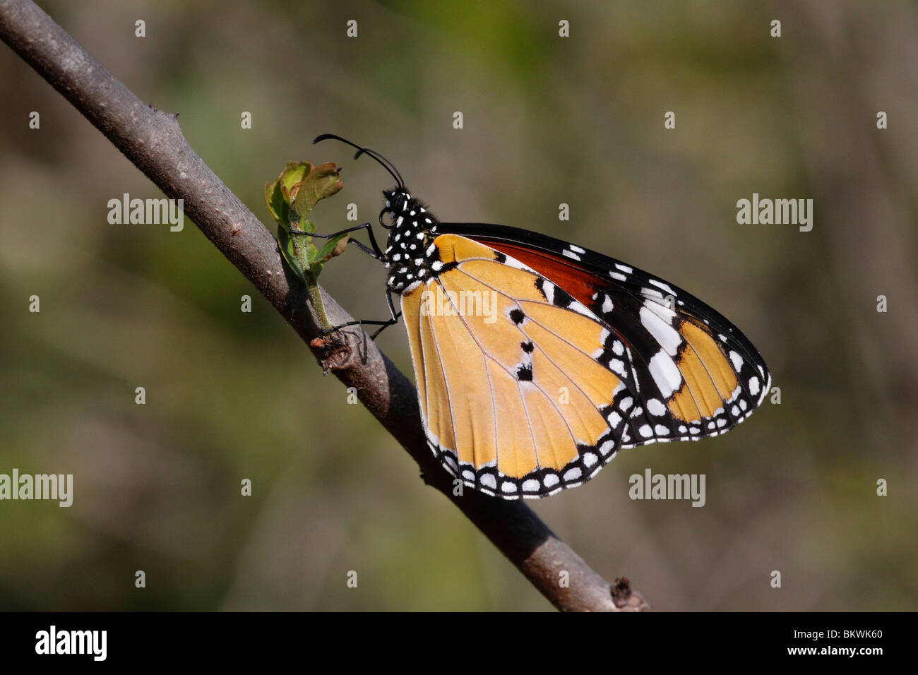 Plain Tiger, Papillon Danaus chrysippe, NP Keoladeo, Bharatpur, Inde Banque D'Images