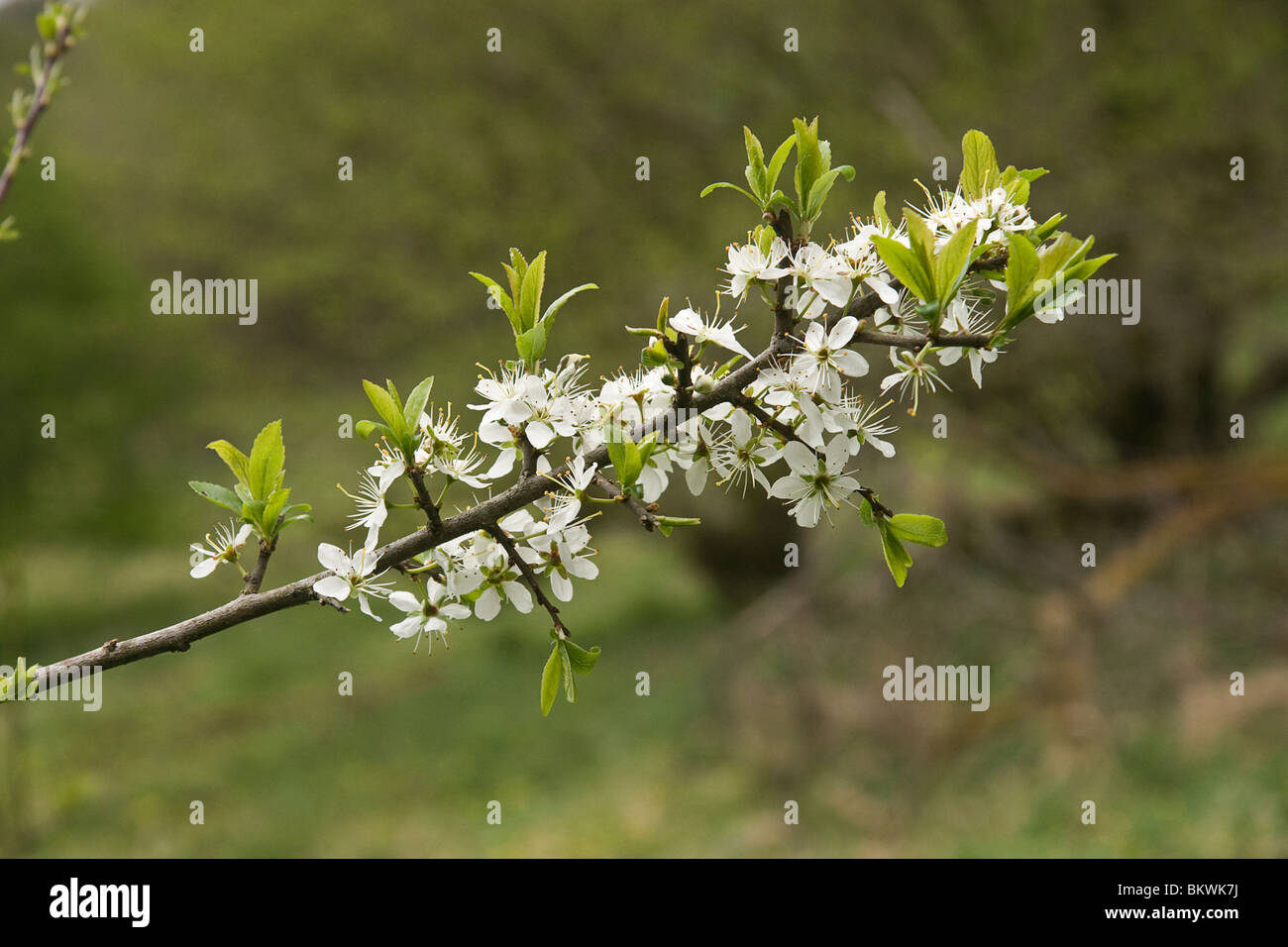 Prunellier (Prunus spinosa) en fleurs Banque D'Images